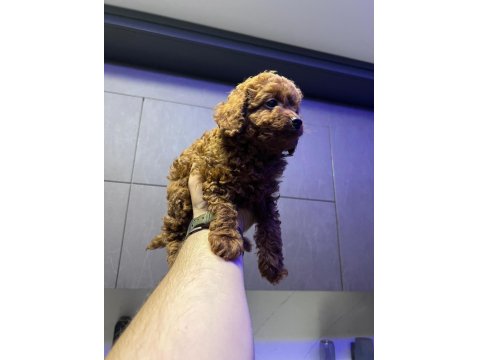 Kore 56 Günlük Toy Poodle Dişi Ve Erkek Yuva Arıyor