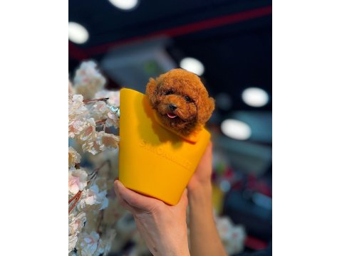 Güzel Ve Safkan Toy Poodle Yavru Köpekler