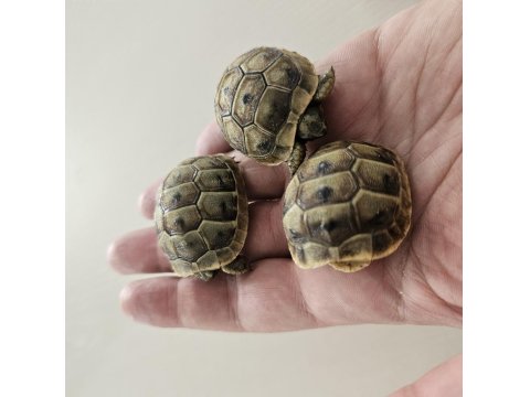 Akdeniz Mahmuzlu Kara Kaplumbağa Yavrusu