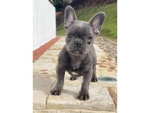 Blue French Bulldog Yavrumuz