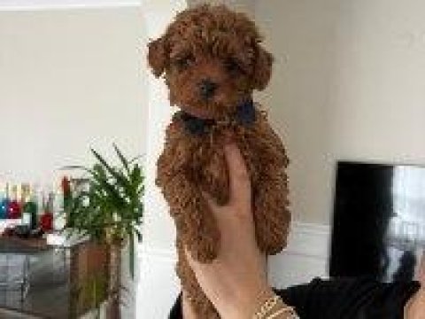 Toy Poodle Köpeği Yavrularımız