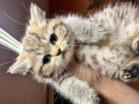 British Longhair Golden Point Dişi Hemen Teslim