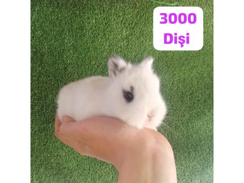 Orjinal Cüce Tavşan Yavruları