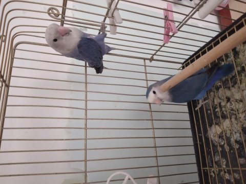 Dişi Sevda Papağanı