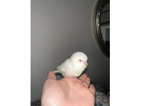 Yeni Yeme Düşen Muhabbet Kuşu Yavrular Esenler İstanbul