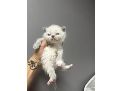 Safkan British Shorthair Bebeklerim