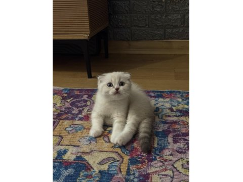 Scottish Fold Boncuğumuza Yuva Arıyoruz