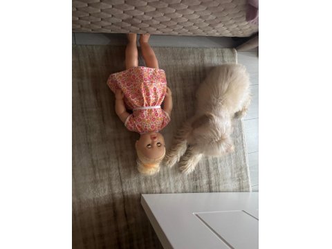 Toy Poodle 7 Aylık Köpeğimiz