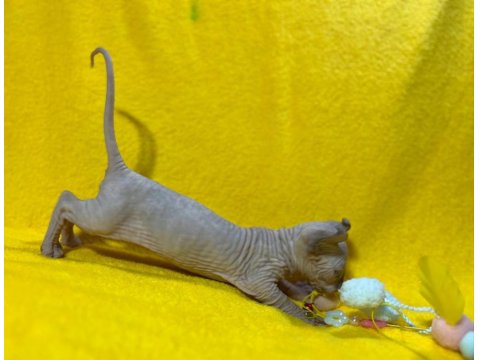 Yurtdışından Özel İstek Üzerine Sfenks