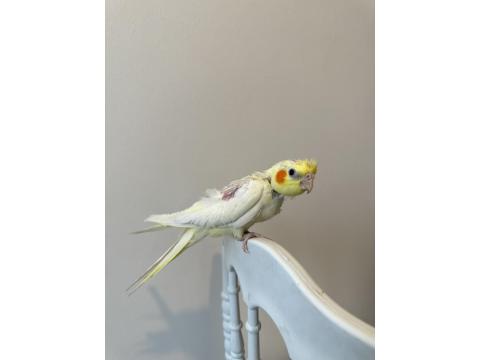 Sultan Papağanı Sahiplendirilecektir