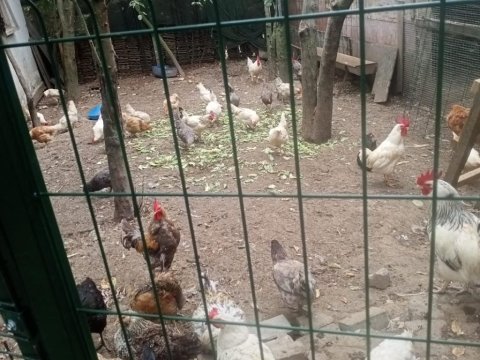 Köy Tavuğu Ve Horozu Bulunur İstanbul Sultangazi