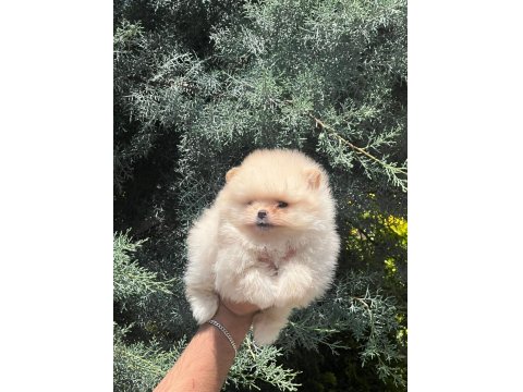 Muhteşem Pomeranian Renkler