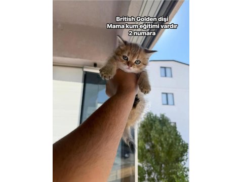 Sevimli Golden British Shorthair Yavrular