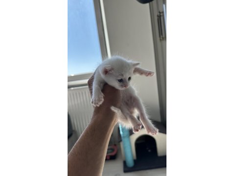 5 Adet Scottish Fold Yavrular