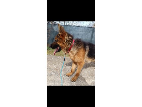 A Şecere Alman Kurdu