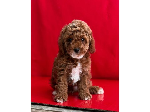 Dark Toy Poodle