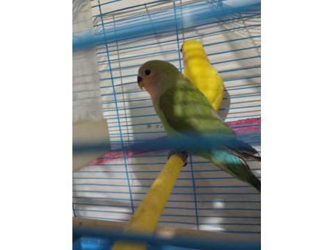 Hazır Eş Mutasyon Sevda Papağanı Takım