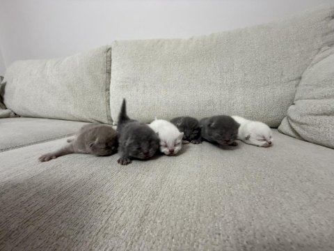 Yeni Doğan Yavru Kedilerimize Yuva