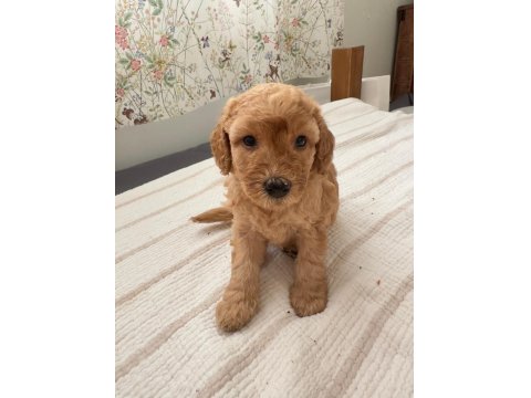 Toy Poodle Kahverengi Erkek