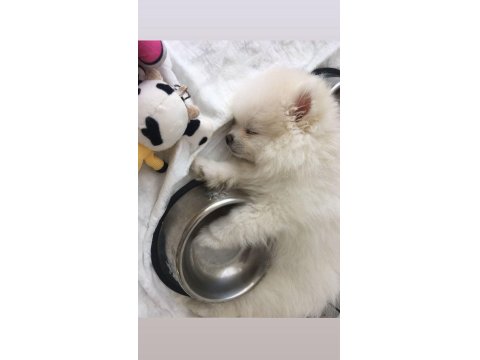 3 Aylık Dişi Pomeranian Teacup