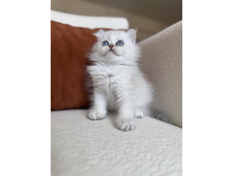 Özel Tip Silver Point British Kedimiz