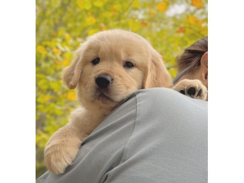 Sevimli Golden Retriever Köpeği Yavrularımız