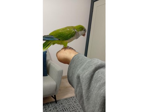 8 Aylık Evcil Monk Papağanı Mırıldanmaya Başladı