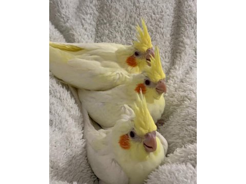 Ele Alışkın Isırma Bilmez Sultan Papağanı