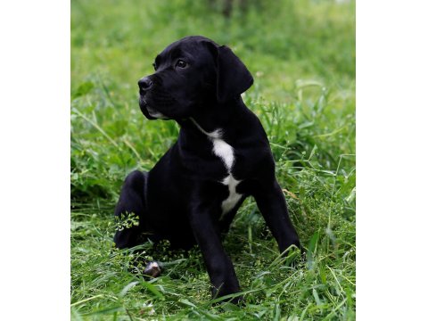 Sağlık Ve Irk Garantili Şecere Belgeli