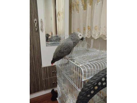 Üst Düzey El Beslemesi Jako Papağanı