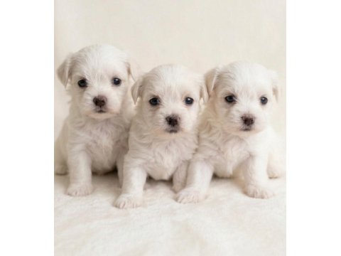0 Numara En Küçük Boy Maltese Bebekler