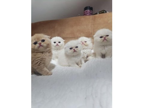 Çok Sevimli Safkan Exotic Amerikan Kedisi