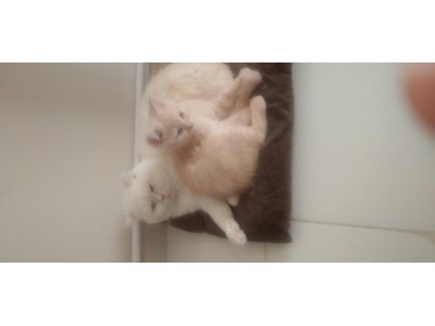 Karabük İçi 4 Aylık Yavru Erkek British Shorthair