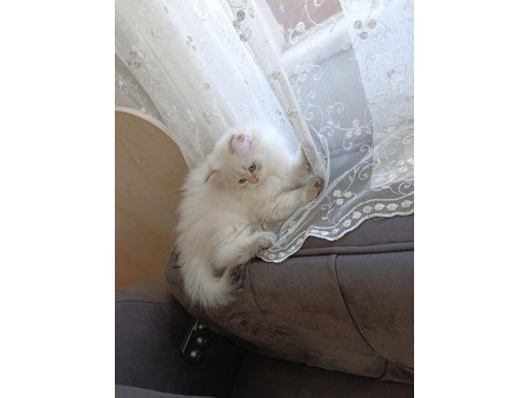 Pamuk Prenses British Longhair