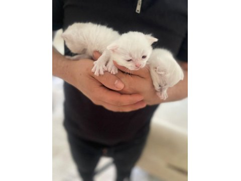 1 Aylık British Yavrular