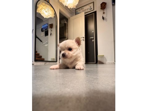 Sevimli Ve Eğitimli Chihuahua Yavrular