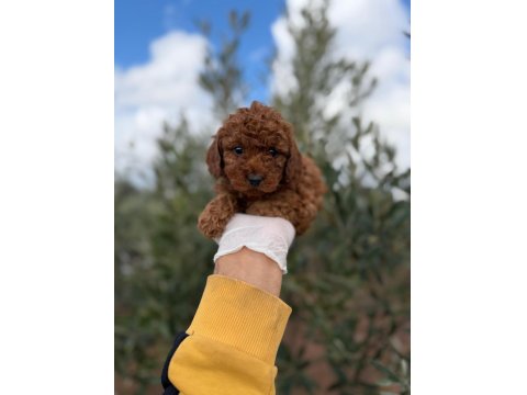 Dişi Toy Poodle En Güzelini İsteyene