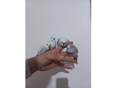 3 Adet Yeme Düşmüş Jumbo Dişi Muhabbet Kuşlar