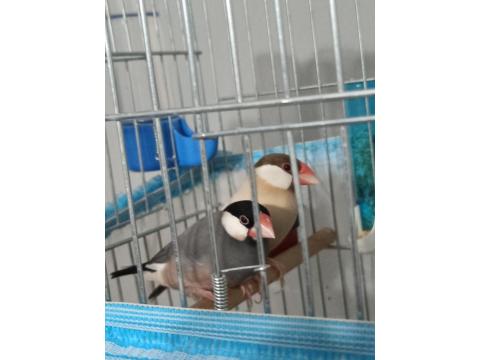 Java Takım Bülbüller