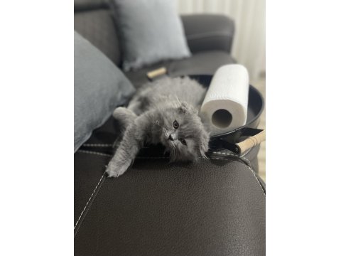 Tüm Malzemeleriyle Beraber Verilecek Scottish Fold