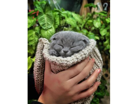 Beklenen İlan Açıldı A+ Sıfır Kulak Scottish Fold Yavrular