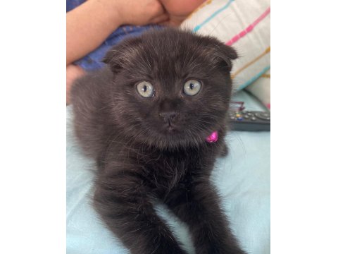 British Shorthair Yavru