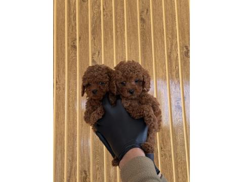 Toy Poodle Yavrularımız