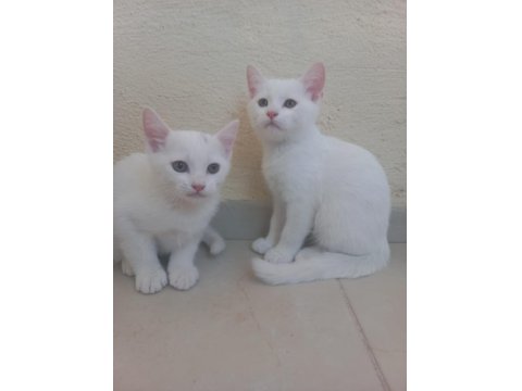 2 Aylık British Bebeklerimiz Sahiplendirilecektir