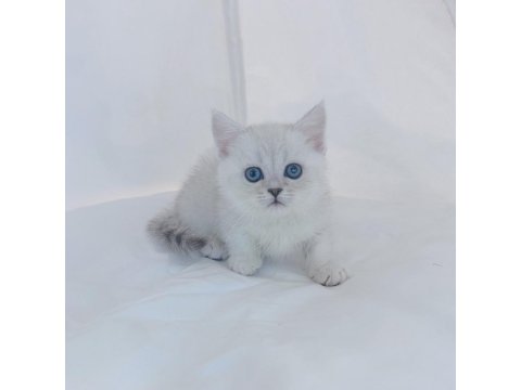 British Shorthair Kedisi Yavruları