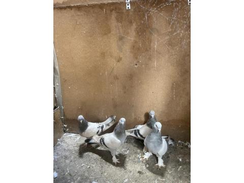 Takım Takım Mardin Güvercin