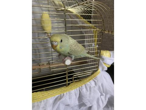 3-6 Aylık Arası Muhabbet Kuşu Bebişler