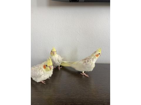 Yavru Sultan Papağanı 2 Aylık