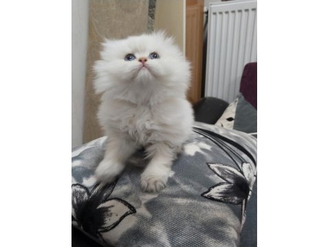 Babasının Oğlu Safkan British Longhair
