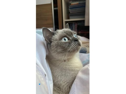 Ücretsiz Sahiplendireceğim Çok Uslu Ve Sakin Bir Kedidir